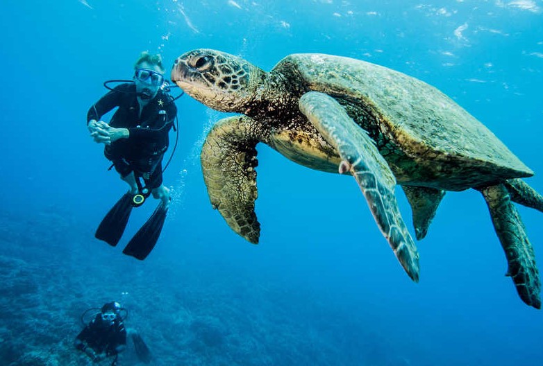 
                    
                    Dive Oahu – Nurkowanie Głębinowe Z Akwalungiem

                    