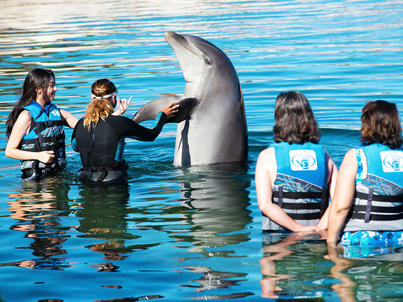 
                    
                    Delfiny – Sea Life Park

                    